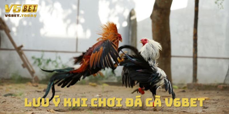 Hiểu rõ các lưu ý khi chơi đá gà tại V6bet